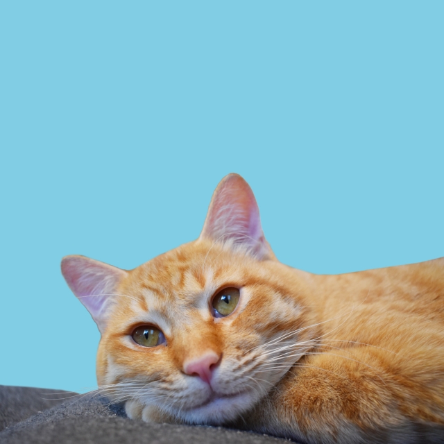 相手別｜自分が正しいと思っている人への賢い対処法